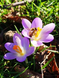 Small bee within a purple crocus