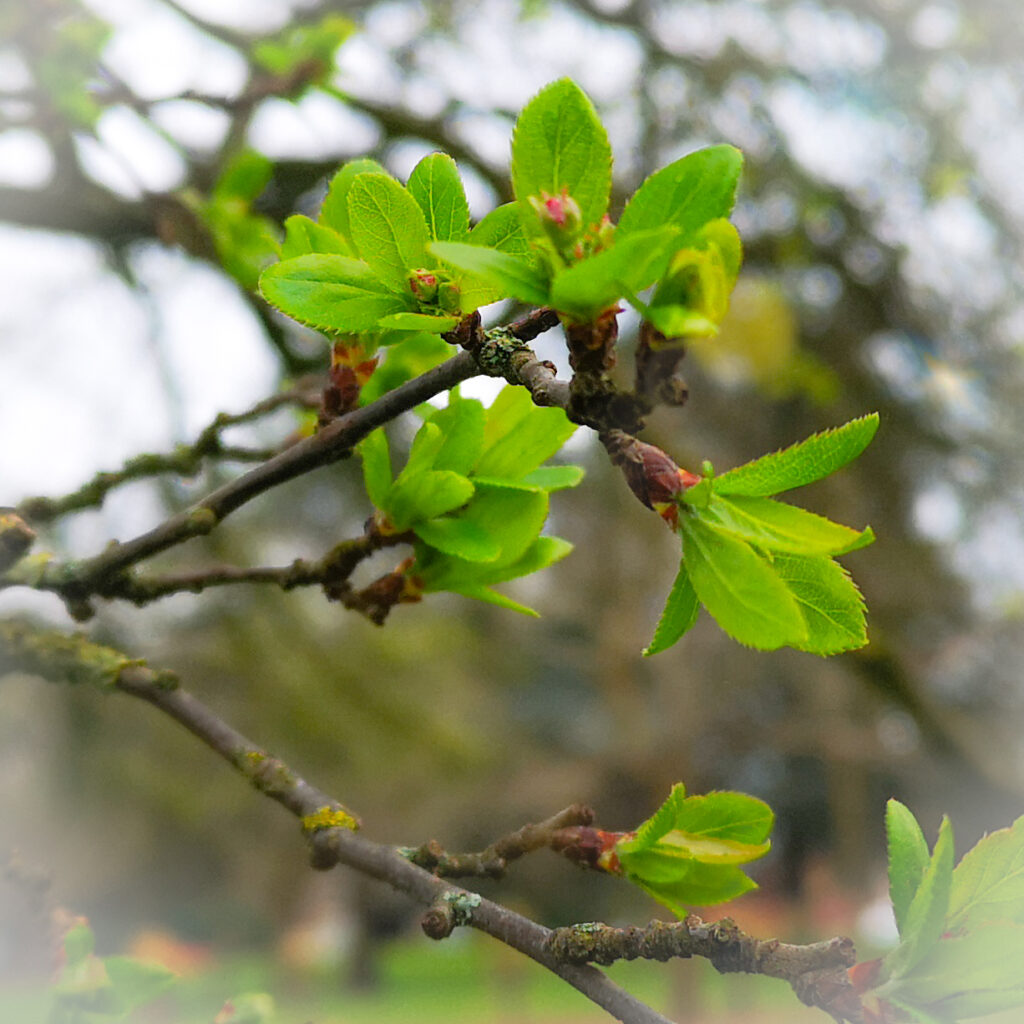 Picture shows young leaves opening on a tree branch