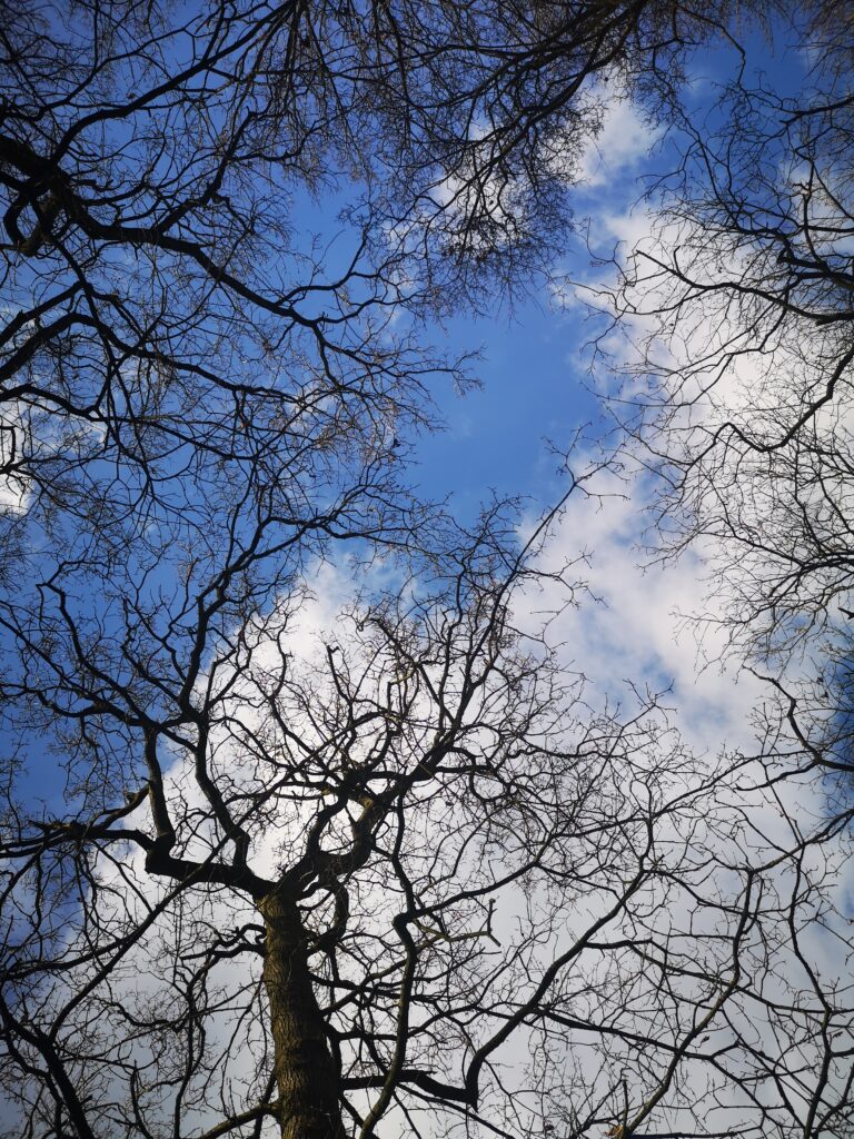 Picture shows looking up to the sky through three trees