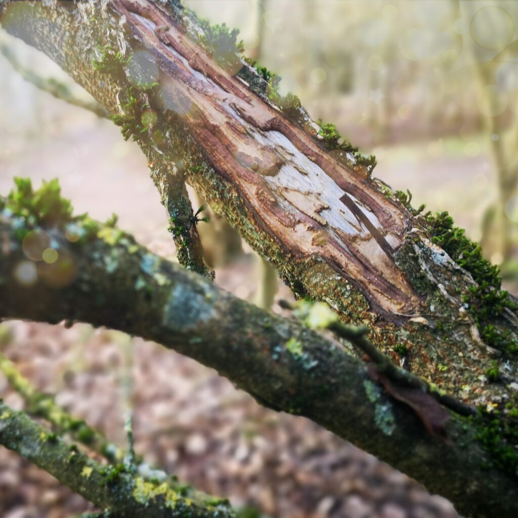 Picture shows deep damage to the bark of a tree.